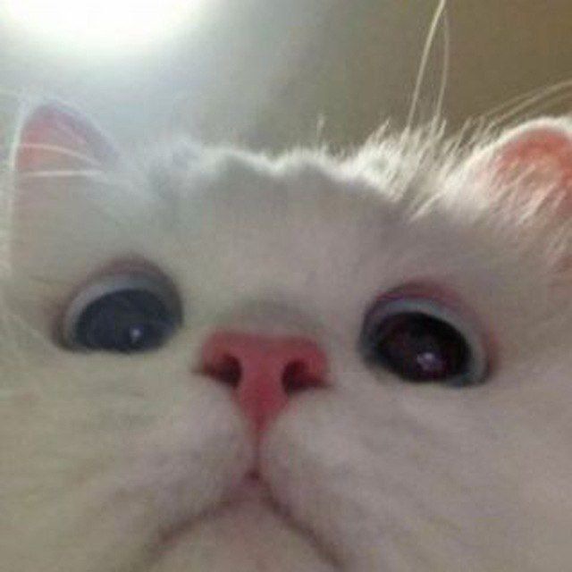 корзинка с котятами