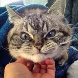 🐴 Funny Animals 🐮 Смешные ЗвериКи 🐴