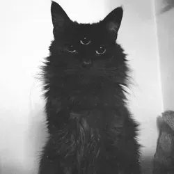 Хохол вещает