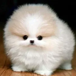 AnimalGifs