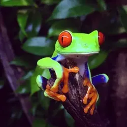 Экзотические питомцы