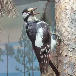 За спичками 🇫🇮