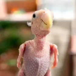 Ахуенный канал