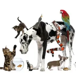 Горячий Ключ🦮🦜🐓🐈Питомцы