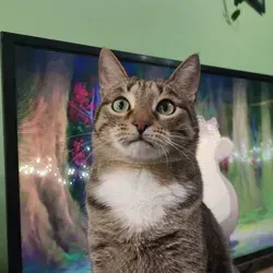 Котячий Иннополис 🐈