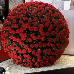 GULLAR_OLAMI