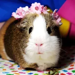 Морские Свинки🐹