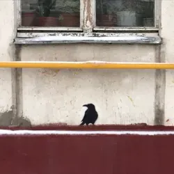 вороны-москвички