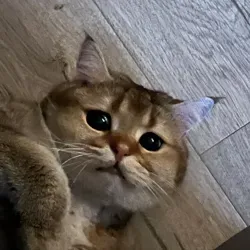 Шизофрения Арамки