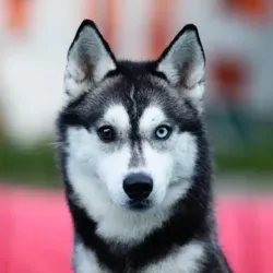 Чат help_husky_nsk