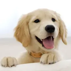 🐾Щеночки🐾