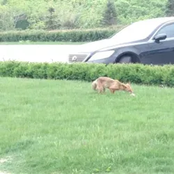 Дальневосточные сказания