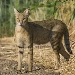 Три метра ростом