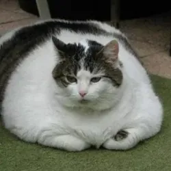 Жирный худеет