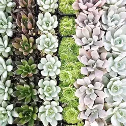 Crazy Plant Lady