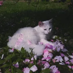 astro cat | гороскоп 🐈