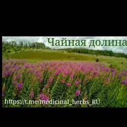 Лечебные травы