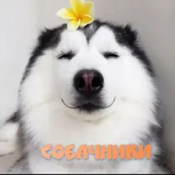 Собачники Тимирязевский и САО (чат)
