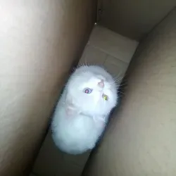 ПриколЫ Животных