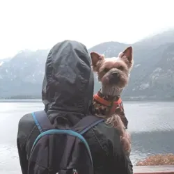 Woof Travel Vanlife 🚐🌍🐶 | на автодоме из Соболя | Yocubik