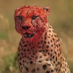 🐯Sweetie animals🐱