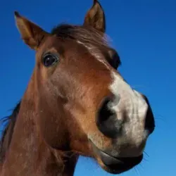 Лицом к лошади!