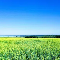 Революция или смерть