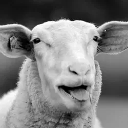 Словечки от овечки