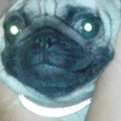 Собачий андерграунд