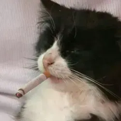 Котик-квест. За пригорошню тентаклей.