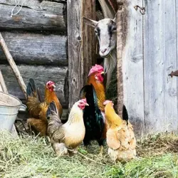 Курочки, гусята, поросята??