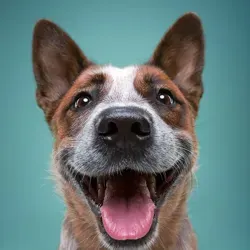 Собачник - это диагноз