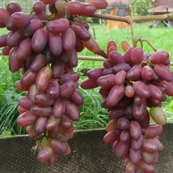 Виноград на Севере