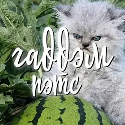 ГАД ДЭМ ПЭТС