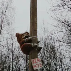 биеннале каждый день