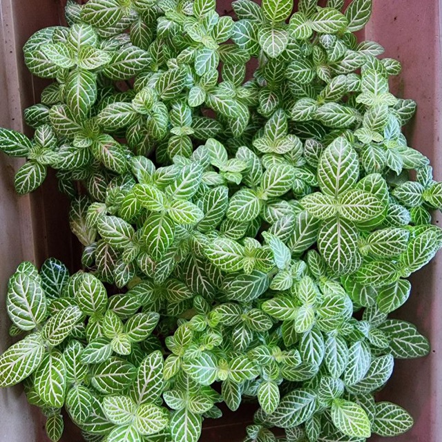 Houseplants