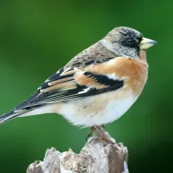 Свобода мысли