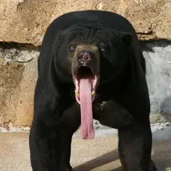 #злобныедебилы