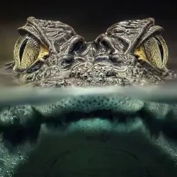 Крипто 🐊 Алигатор