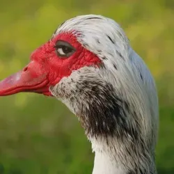 Питомец Говорит