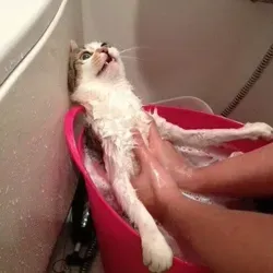 Сомнительные изображения