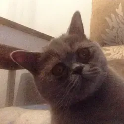 Ежедневный котик