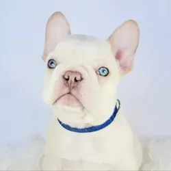 Французские бульдоги | French bulldogs